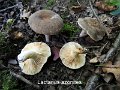 Lactarius azonites-amf1079